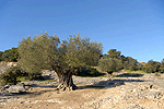 樹齢1000年のオリーブの木