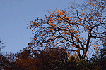 天竜峡の秋