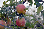 信州のリンゴ