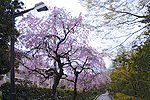 南大沢の枝垂れ桜