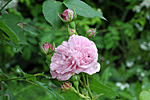 庭園のバラ2