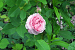 庭園のバラ3