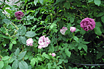 庭園のバラ4