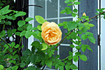 庭園のバラ5