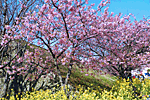 伊豆急行線路法面の桜