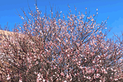 八分咲きの梅