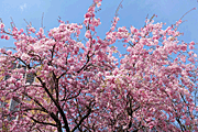 枝垂れ桜1