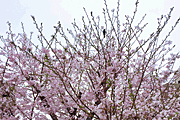 桜に飛来した野鳥