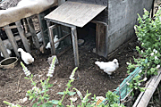 庭で飼っている烏骨鶏