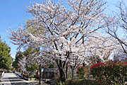 遊歩道脇に咲く桜