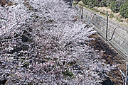 線路際の桜