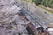 桜の下を走る京王線
