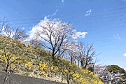 斜面に咲く桜