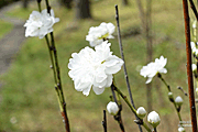 可憐な白い花桃