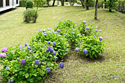 芝生の中に咲く紫陽花