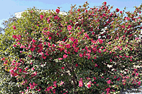 ���J�̎R����