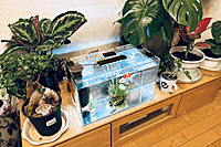 �A�N�A���E��2(����)